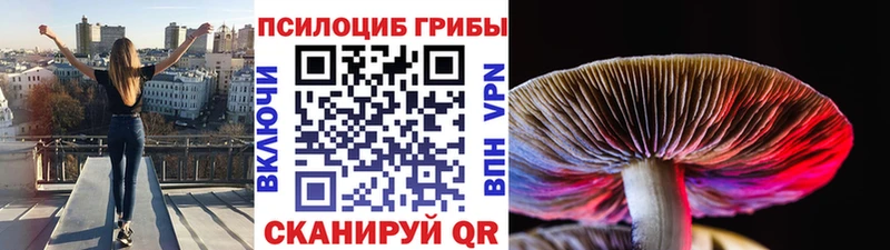 Галлюциногенные грибы Psilocybine cubensis  наркошоп  Бородино 